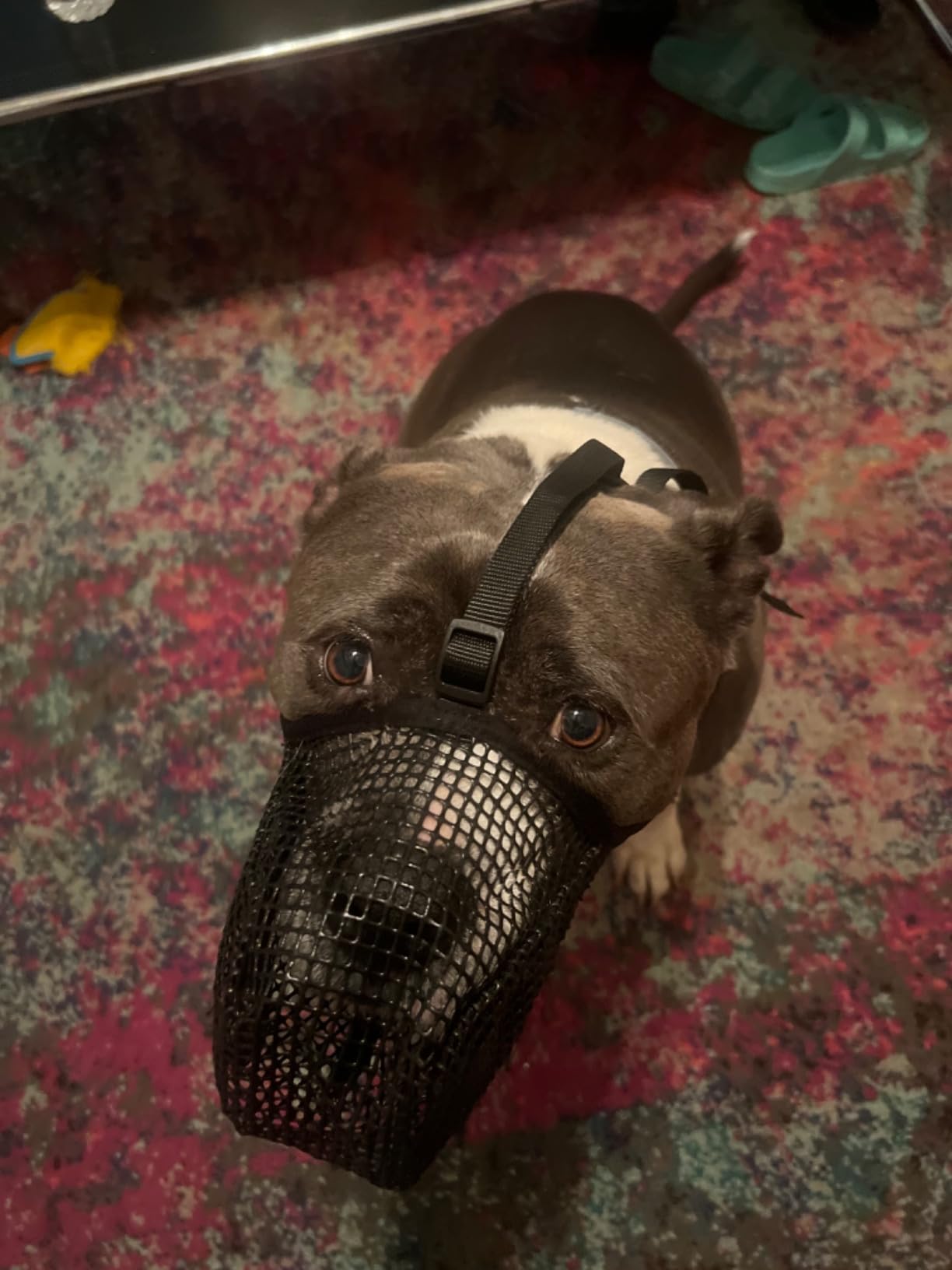 Mesh Dog Mouth Cover with Adjustable Strap review Zombi