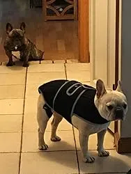 Dog Back Brace for IVDD with Reflective Design review Cindy 01