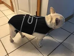 Dog Back Brace for IVDD with Reflective Design review Cindy 02