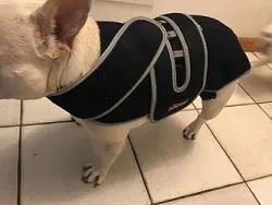 Dog Back Brace for IVDD with Reflective Design review Cindy 03