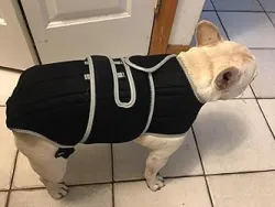 Dog Back Brace for IVDD with Reflective Design review Cindy 05