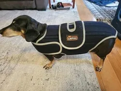 Dog Back Brace for IVDD with Reflective Design review Reva 02