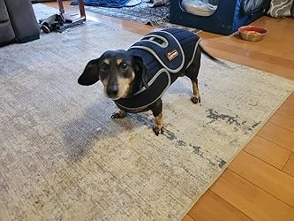 Dog Back Brace for IVDD with Reflective Design review 