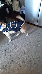 Dog Back Brace for IVDD with Reflective Design review 0