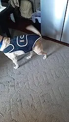Dog Back Brace for IVDD with Reflective Design review Kimberly Tarquinio 01