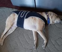 Dog Back Brace for IVDD with Reflective Design review 1