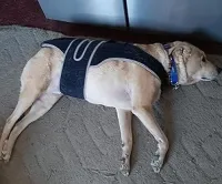 Dog Back Brace for IVDD with Reflective Design review 1