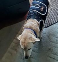 Dog Back Brace for IVDD with Reflective Design review 2