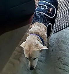 Dog Back Brace for IVDD with Reflective Design review Kimberly Tarquinio 03