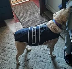 Dog Back Brace for IVDD with Reflective Design review Kimberly Tarquinio 04