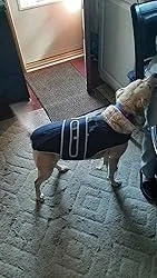 Dog Back Brace for IVDD with Reflective Design review Kimberly Tarquinio 05