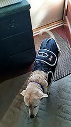 Dog Back Brace for IVDD with Reflective Design review 5