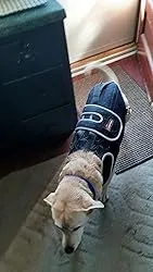 Dog Back Brace for IVDD with Reflective Design review Kimberly Tarquinio 06