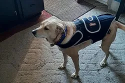 Dog Back Brace for IVDD with Reflective Design review Kimberly Tarquinio 07