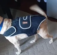 Dog Back Brace for IVDD with Reflective Design review 7