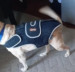 Dog Back Brace for IVDD with Reflective Design review Kimberly Tarquinio 08