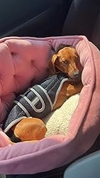 Dog Back Brace for IVDD with Reflective Design review 