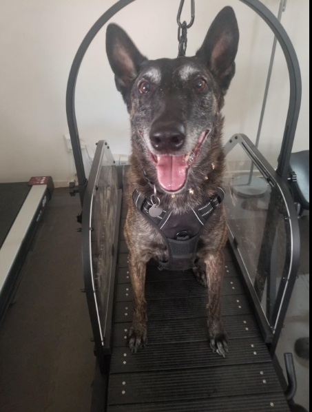 Dog Treadmill for Large/Medium Dogs Used Indoor Home Up to 300LBS review Michael 02