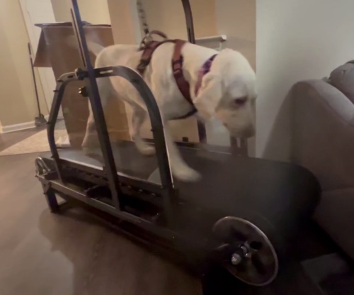 Dog Treadmill for Large/Medium Dogs Used Indoor Home Up to 300LBS review 