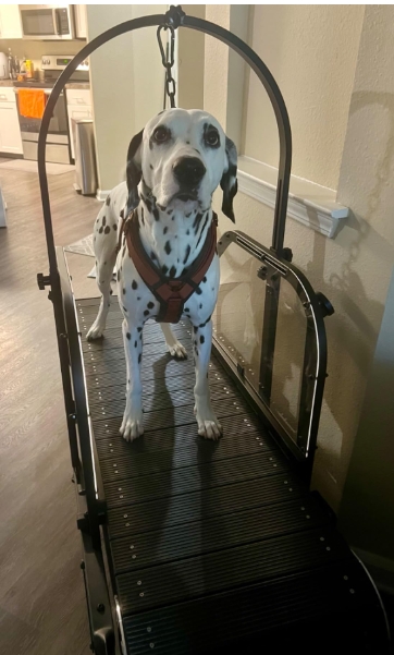 Dog Treadmill for Large/Medium Dogs Used Indoor Home Up to 300LBS review Kelsey 02