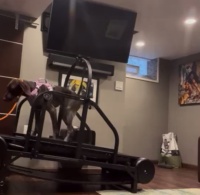 Dog Treadmill for Large/Medium Dogs Used Indoor Home Up to 300LBS review Jennifer Mathews