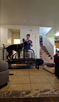 Dog Treadmill for Large/Medium Dogs Used Indoor Home Up to 300LBS review The kids