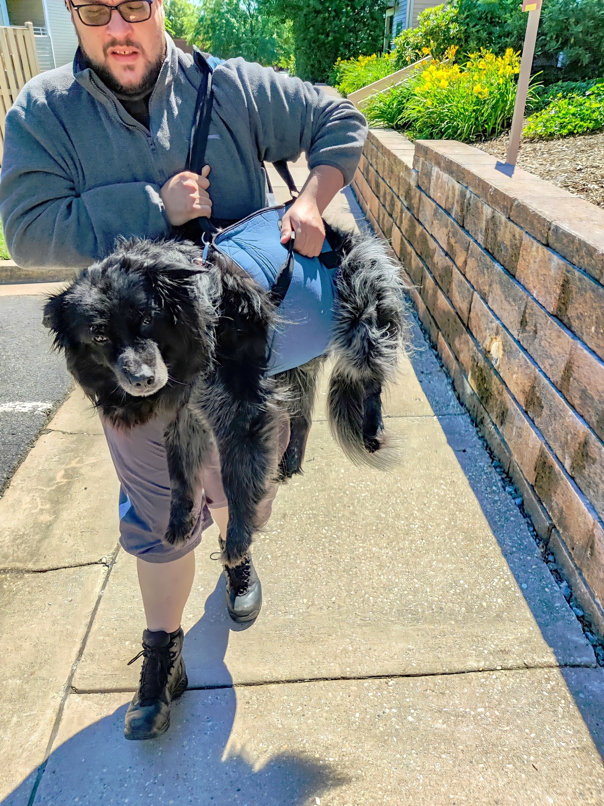 Dog Lift and Mobility Support Harness review Samantha