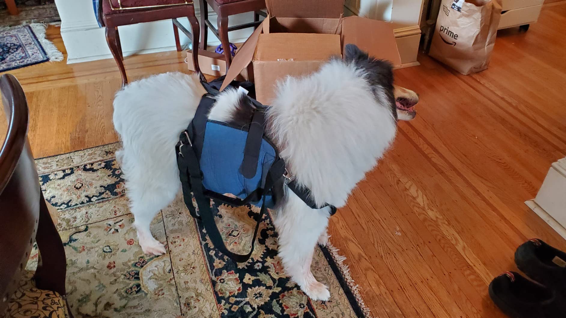 Dog Lift and Mobility Support Harness review Amazon Customer