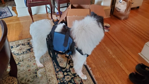 Dog Lift and Mobility Support Harness review 