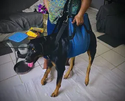 Dog Lift and Mobility Support Harness review Alesa Waters