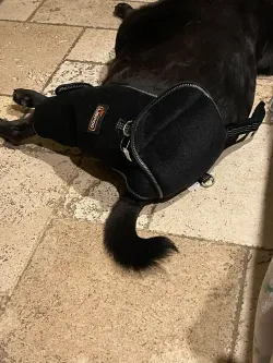 LISPOO Dog Hip Dysplasia Brace with Handle review Ms. La Di Da