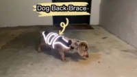 Dog Back Brace for IVDD with Reflective Design review Mariana