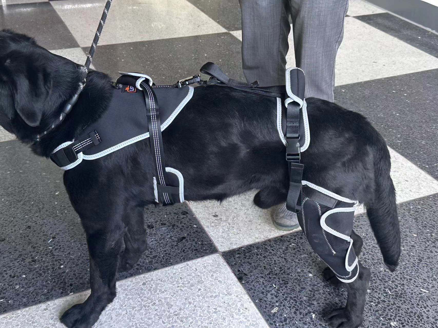 Adjustable Dog Rear Leg Brace review Logan James