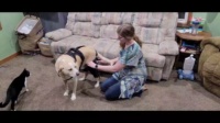 Adjustable Dog Rear Leg Brace review Preston Parker