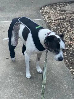 Dog Single Rear Leg Sleeves for Prevent Licking with Reflective Straps review Jennifer Couch