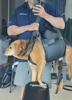 Dog Lift and Mobility Support Harness review Chris