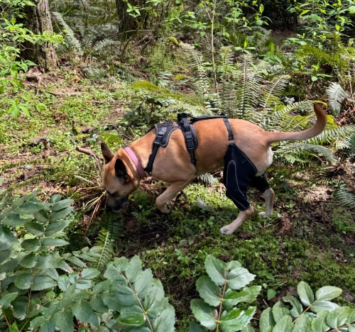 LISPOO Dog ACL Knee Braces review 