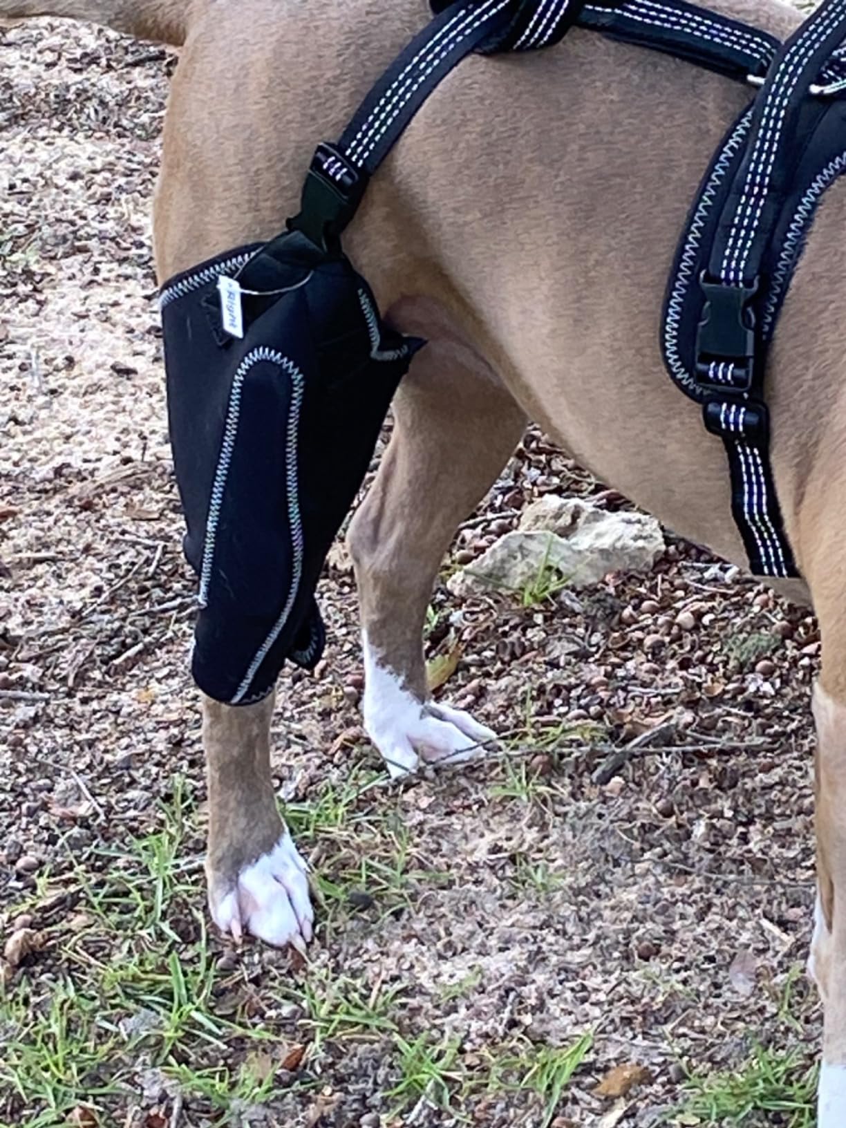 LISPOO Dog ACL Knee Braces review Gary