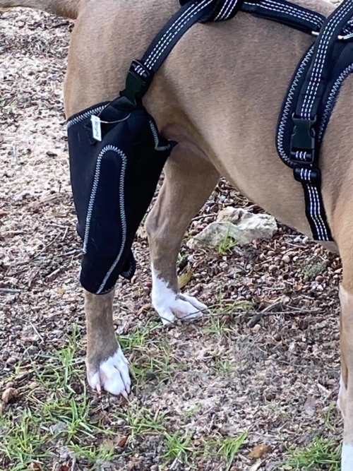 LISPOO Dog ACL Knee Braces review 