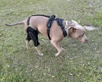 LISPOO Dog ACL Knee Braces review 0