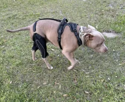 LISPOO Dog ACL Knee Braces review Dennis G B