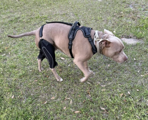 LISPOO Dog ACL Knee Braces review 
