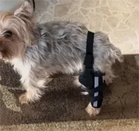 Dog Leg Brace with Reflective Metal Support review 0