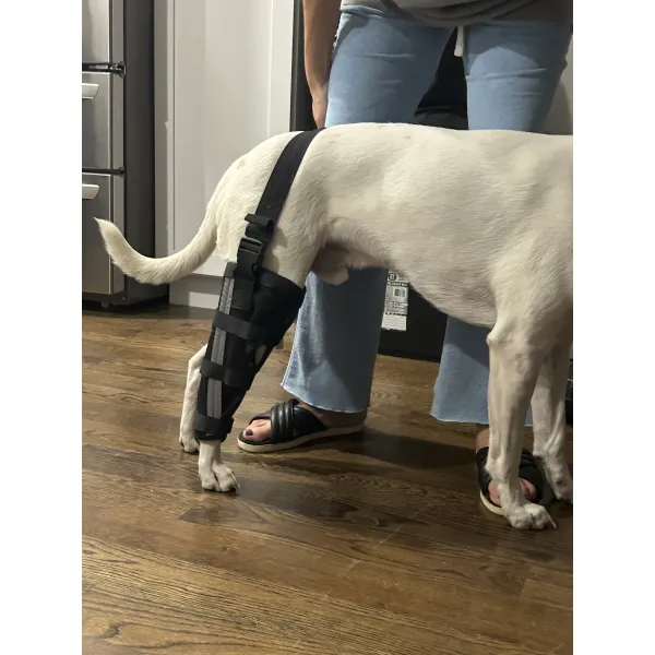 Dog Leg Brace with Reflective Metal Support review By L***t