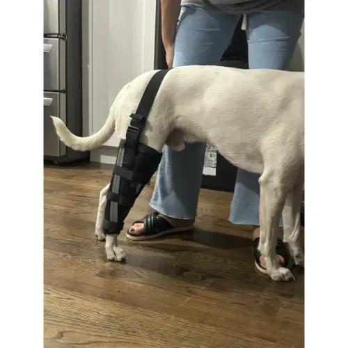 Dog Leg Brace with Reflective Metal Support review 
