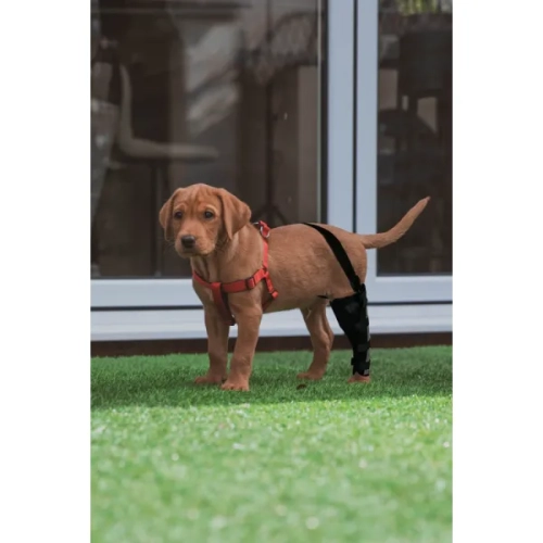 Dog Leg Brace with Reflective Metal Support review 