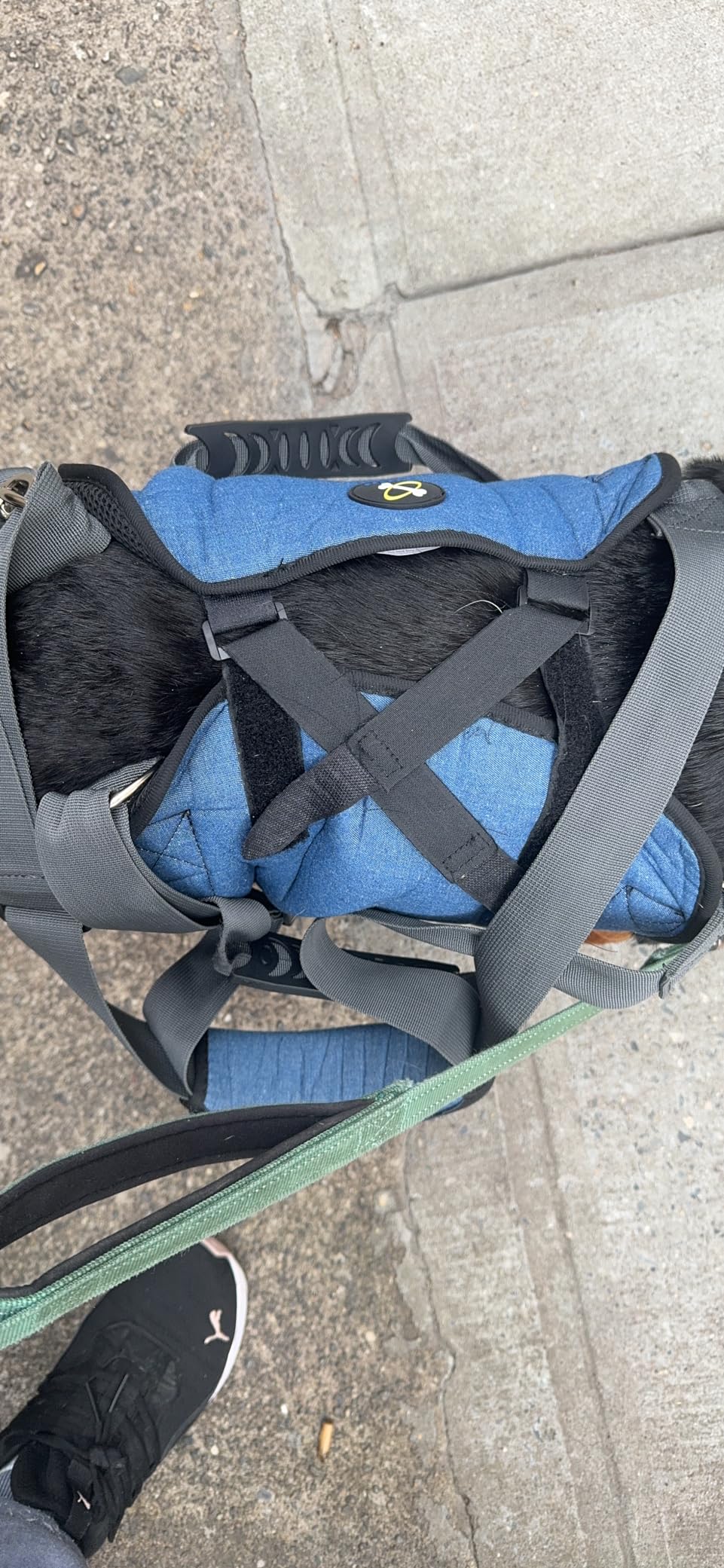Dog Lift and Mobility Support Harness review Marsh Zangwill