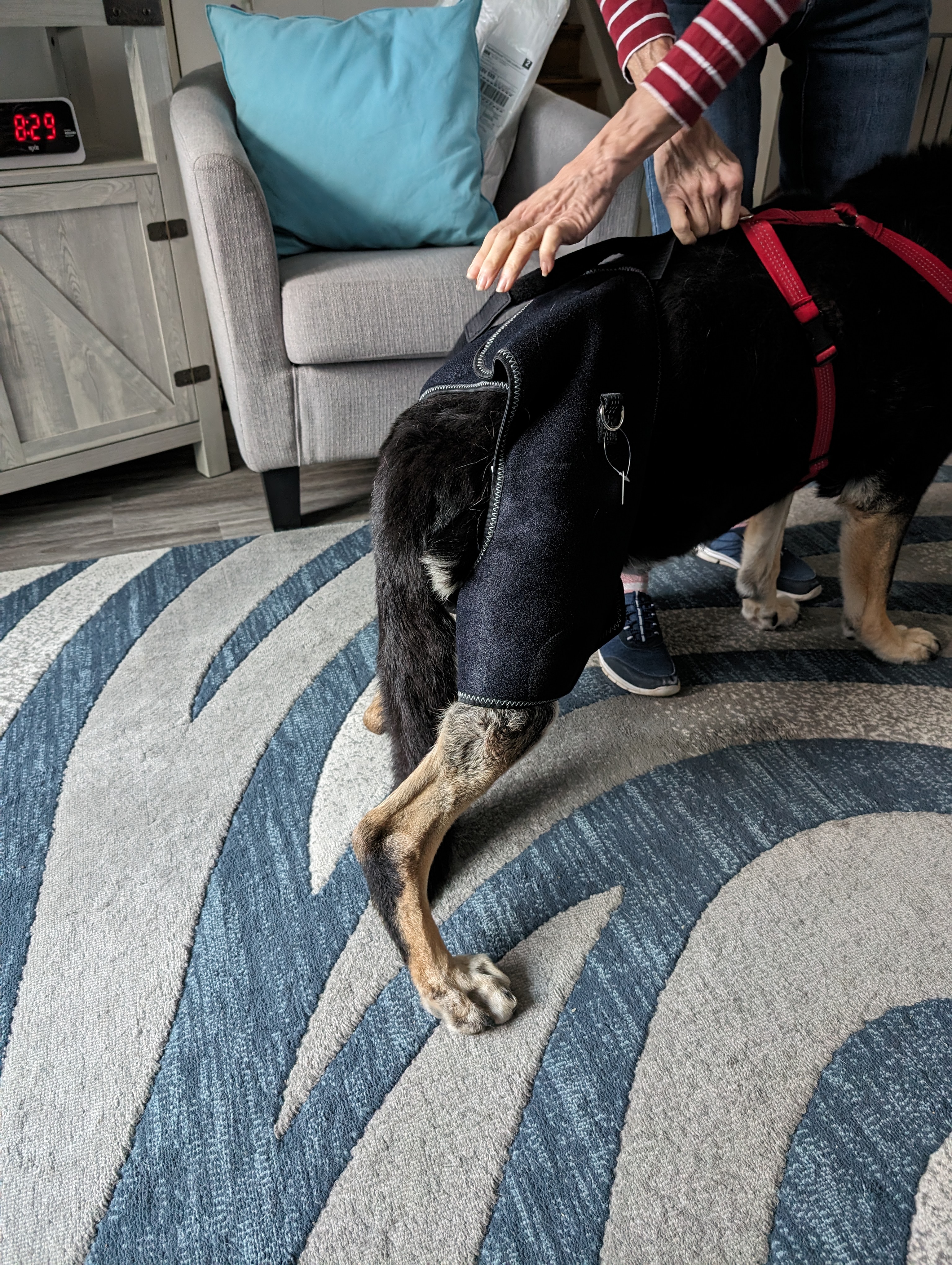 LISPOO Dog Hip Brace with Handle review Jonas Sophia