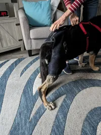 LISPOO Dog Hip Brace with Handle review 0
