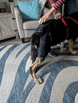 LISPOO Dog Hip Brace with Handle review Jonas Sophia